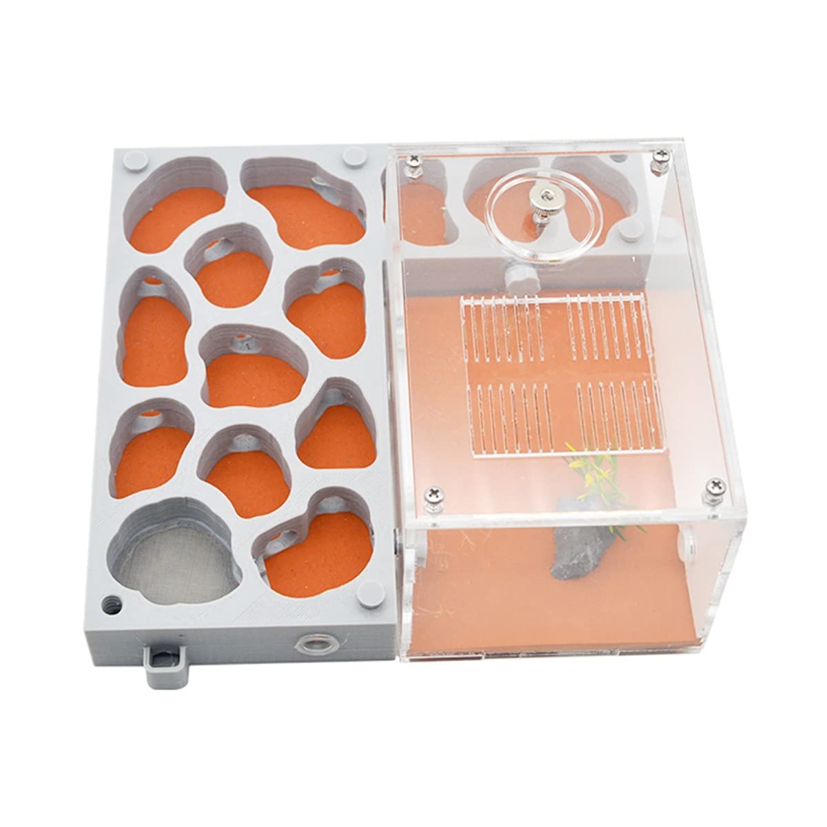 Hybrid Nest Type Cave・ガラスアリケース Hybrid Nest Type Cave